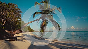 Green palm tree on white sand island beach. Punta Cana, Dominican Republic