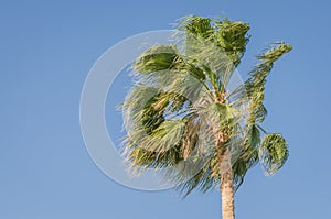 Green palm trees against the background of blue sky, natural landscape