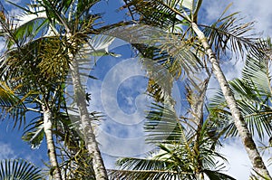 Green palm trees against blue sky