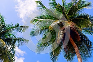 Green palm trees against blue sky