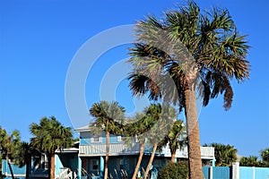 Green palm trees against blue sky, Florida
