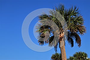 Green palm trees against blue sky, Florida