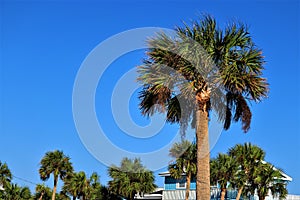 Green palm trees against blue sky, Florida