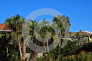 Green palm trees against blue sky, Florida