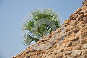 Green palm trees behind a old bricks wall