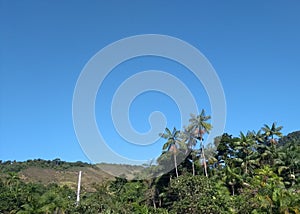 Green palm trees with blue sky background photo