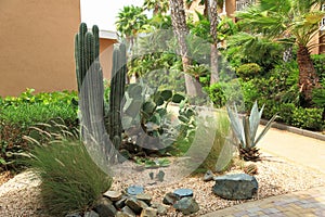 Green palm trees, bushes, plants and building on background. Aruba island nature