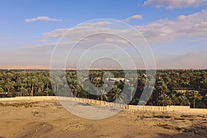 Green Palm Trees Grove near the Imhotep Museum at the foot of the Saqqara necropolis complex