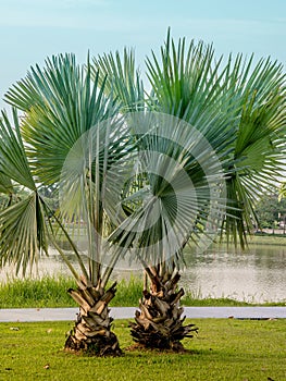 Green palm trees near the lake in the city park