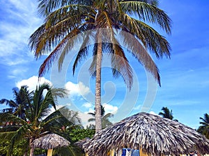 Green palm trees and palapas in Cuban resort