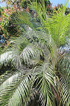 Green palm photo