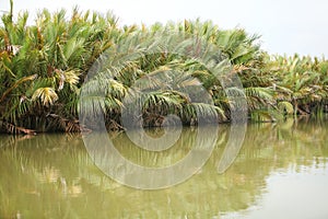 Green palm vs green lake