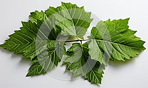 Green Palmate Leaf on White Background