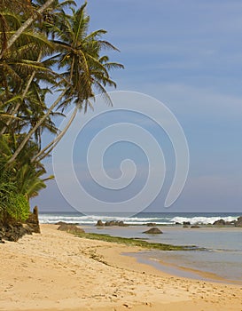 Green palms on beach with yellow sand near ocean