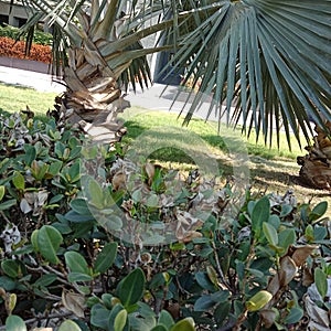 This is a green Tree pan