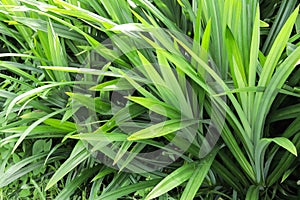 Green pandan bushes in the garden.