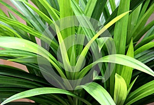 Green Pandan Leaf