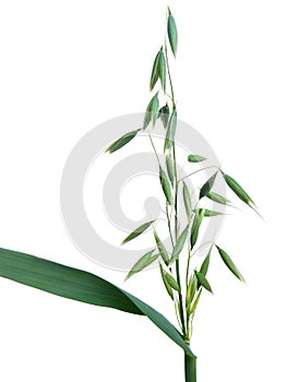 Green panicle of oat