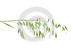 Green panicle of oat
