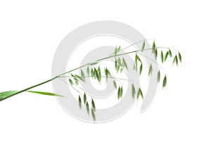 Green panicle of oat