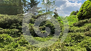 Green panorama of coniferous park. Decorative coniferous bushes and trees.