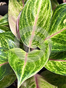 Green Papaya Chinese Evergreen, Aglaonema 'Green Papaya,