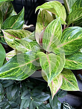 Green Papaya Chinese Evergreen, Aglaonema 'Green Papaya,