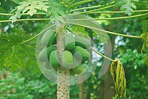 Green papaya fruit - tropical stock image