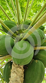 Green Papaya Fruits with Blooming Leaves