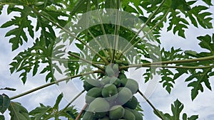 Green papaya fruits hanging on a tree against blue evening sky in tropics. Agriculture in Bali island in Indonesia.