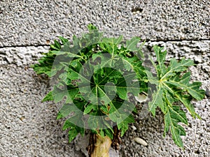 green papaya leaf background portrait can be a symbol like pollutant on Christmas day