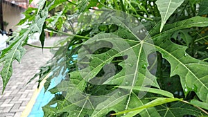 Green papaya leaf after the rainy day