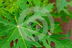 Green papaya leaf use for background