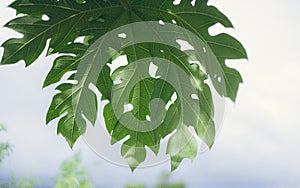 Green papaya leaves on a blue sky background, on a sunny day, papaya leaf pattern, papaya leaves