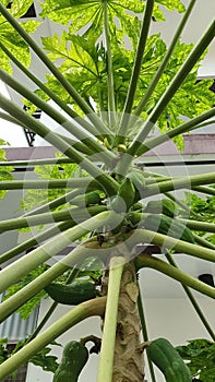 Green Papaya Leaves and Pulps