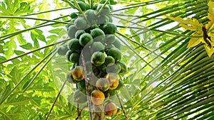 Green papaya tree with fruits.