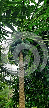 Green papaya tree teasty fruit photo