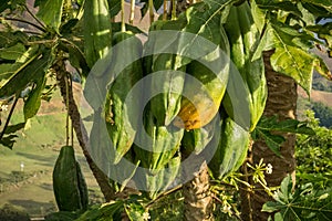 Green papayas hanging from a papaya tree