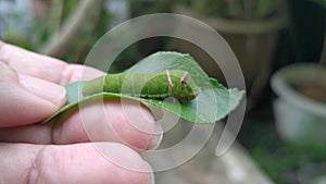 Green papilio demoleus caterpillar on lemon leaf.