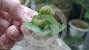 Green papilio demoleus caterpillar on lemon leaf.