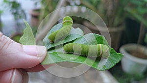 Green papilio demoleus caterpillar on lemon leaf.