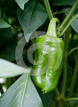 Green paprika on the bush