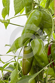 Green Paprika Crop