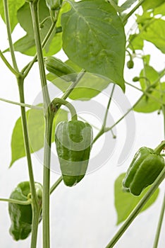 Green Paprika Crop