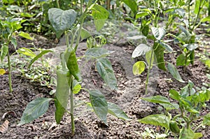 Green paprika in garden