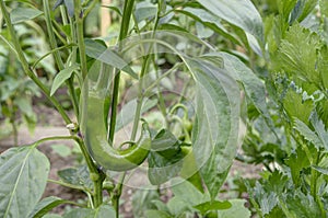 Green paprika in garden