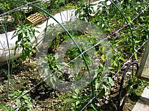 Green paprika in the seedbed