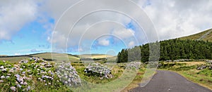 The green paradise in the the highlands of Flores, Azores