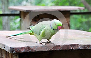 Green parakeet