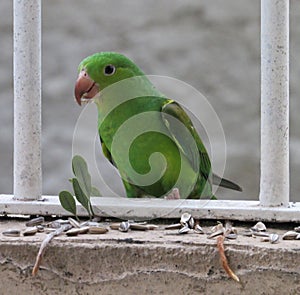 Green parakeet bird behind a metal rail, Sao Paulo, Brazil. Foto maritaca na grade. Periquito rico comendo sementes.